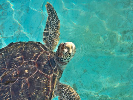 貸切海沿いドライブツアー　南阿波の絶景と名所を巡る！　南阿波サンライン＋ブルーマリン海中観光船＋薬王寺＋大龍寺　名物海賊料理あり＜9時間／1～9名／徳島市内発＞