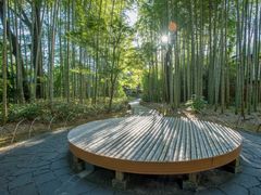 Japan_Shizuoka_Shuzenji_Chikurin_pixta_50836412_M
