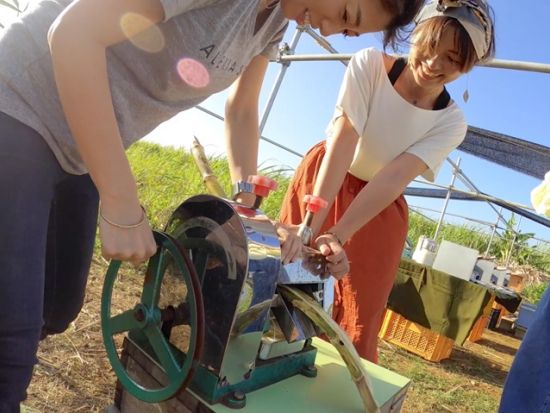 スイーツ作り体験　オーガニックファームの黒糖と島バナナを使用したスイーツ作り！サトウキビの収穫も楽しもう＜オルタナティブファーム宮古＞