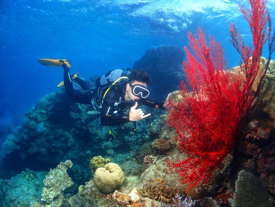 川平自慢のサンゴ畑でダイビングに挑戦！マンタ体験ダイブも！＜石垣島 川平地区発＞ by マンタ ホリック川平