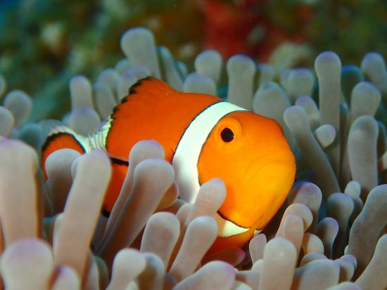  シュノーケリングツアー マンタに会えるプランもあり！5歳から参加可＜石垣島 川平地区発＞by マンタ ホリック川平