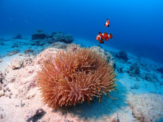 川平自慢のサンゴ畑でダイビングに挑戦！マンタ体験ダイブも！＜石垣島 川平地区発＞ by マンタ ホリック川平