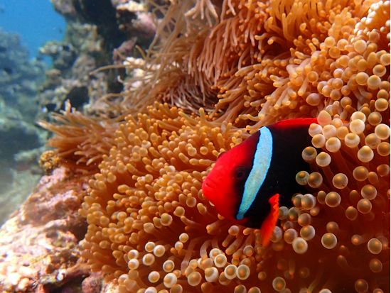 川平自慢のサンゴ畑でダイビングに挑戦！マンタ体験ダイブも！＜石垣島 川平地区発＞ by マンタ ホリック川平