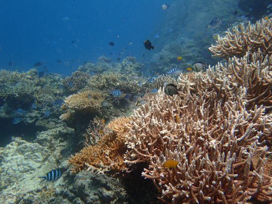  シュノーケリングツアー マンタに会えるプランもあり！5歳から参加可＜石垣島 川平地区発＞by マンタ ホリック川平