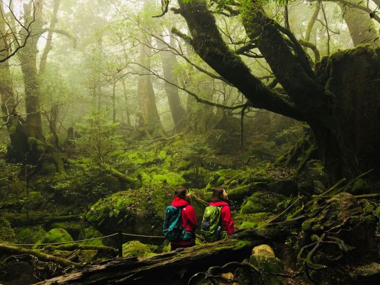 縄文杉1日＋白谷雲水峡1日 (太鼓岩まで) 3泊4日宿泊付きツアー 空港から徒歩1分のRAKUSAホテルに宿泊！＜登山装備レンタル、温泉券付＞ by A・N・D