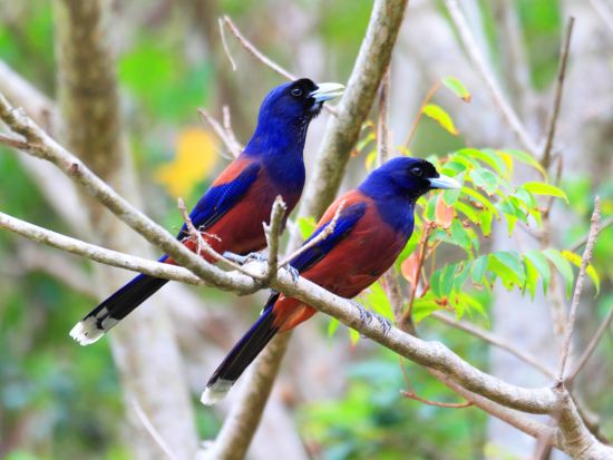 金作原（きんさくばる）原生林トレッキングツアー ゆっくり散策しながら認定ガイドが奄美の貴重な植物を解説！午前または午後＜3時間／名瀬＞ by アイランドサービス