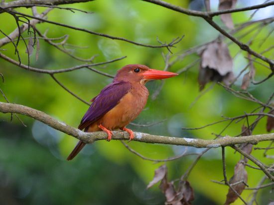 金作原（きんさくばる）原生林トレッキングツアー ゆっくり散策しながら認定ガイドが奄美の貴重な植物を解説！午前または午後＜3時間／名瀬＞ by アイランドサービス