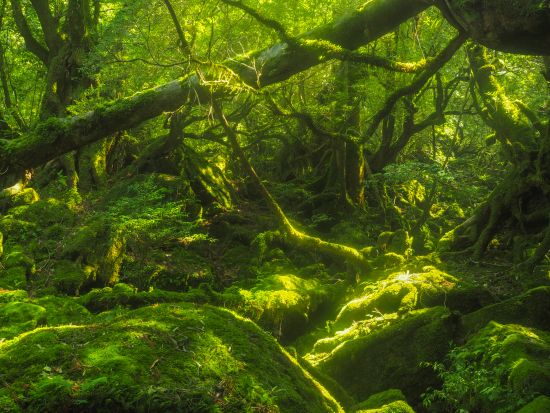 【貸切】白谷雲水峡1日（太鼓岩まで）トレッキングツアー  レンタル装備付きプランあり　3名以上でグループ割 by 屋久島ガイドツアー
