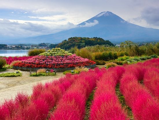 Japan_Yamanashi_Oishi Park_Kokia_shutterstock_335579306