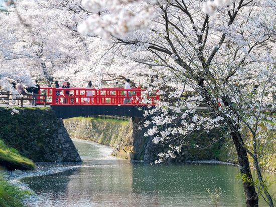 Shikanojyoseki_park_sakura