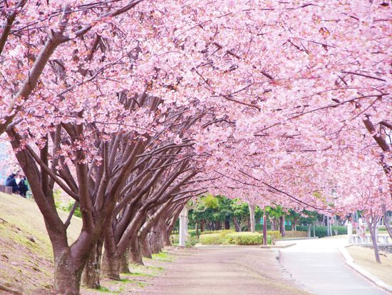 徳島中央公園_蜂須賀桜_pixta_48766961_M