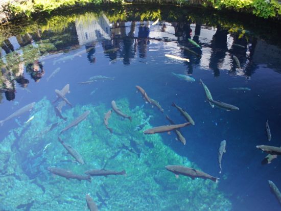 貸切観光タクシー　富士河口湖＋冨士御室浅間神社＋富士山パノラマ温泉＜4時間／1～9名／甲府市・笛吹市・甲斐市・中央市発＞