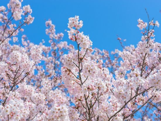 二俣越（ふたまたごえ）ウォーキングツアー　加賀の古道を歩く！自然ガイドがご案内　＜午前／日帰り温泉施設にお送り＞