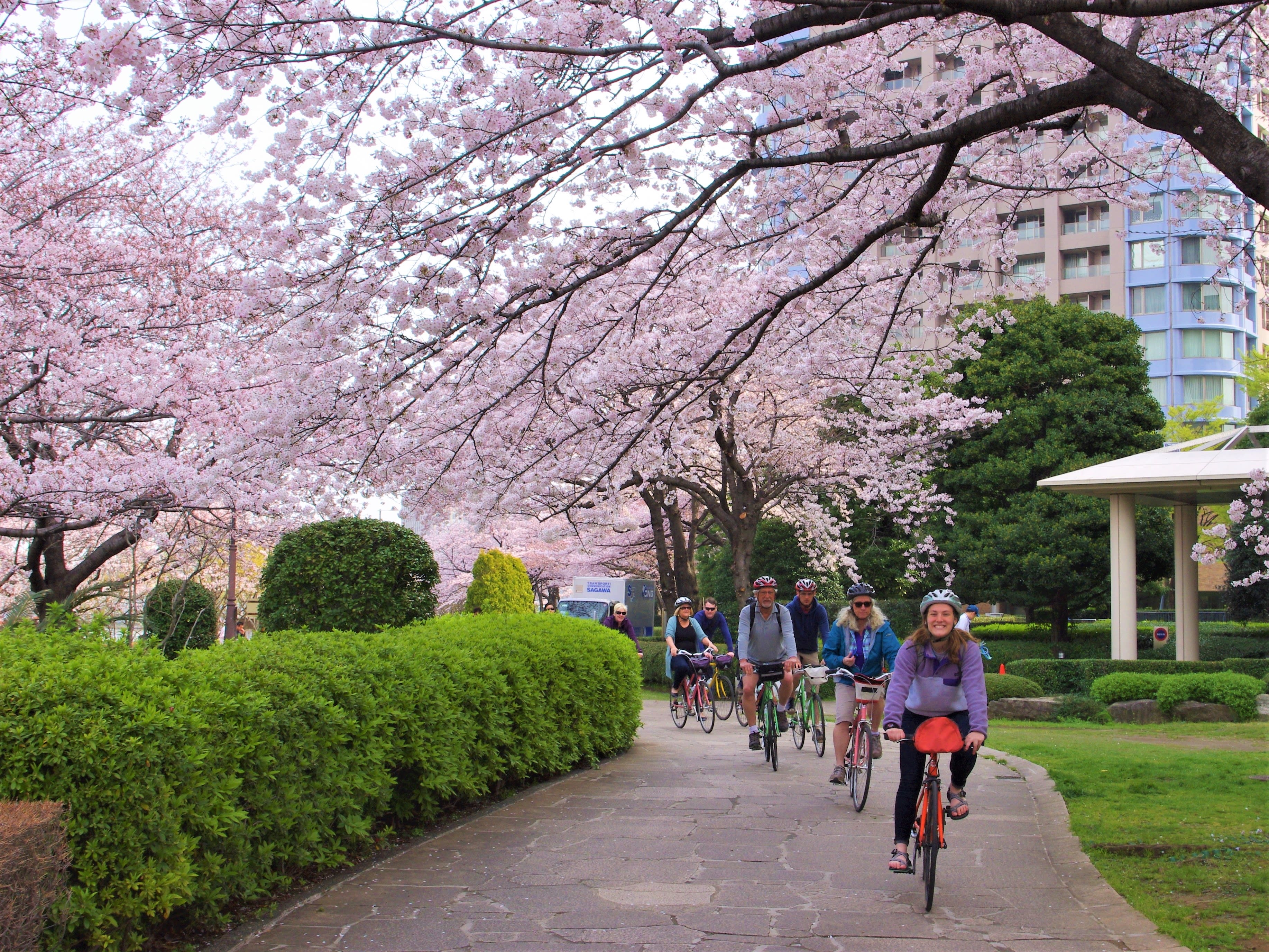 サイクリングツアー 今年の花見は自転車で楽しもう！桜で彩られた 