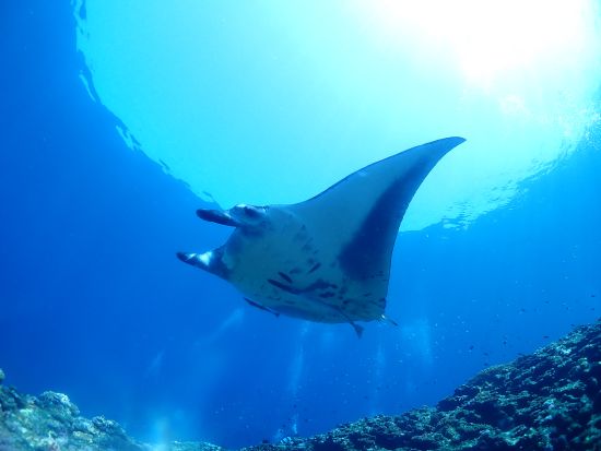 幻の島上陸+ウミガメorマンタ遠征シュノーケル／レンタカーでお越しの方はレンタルGoPro無料＜市街地送迎／石垣島発＞