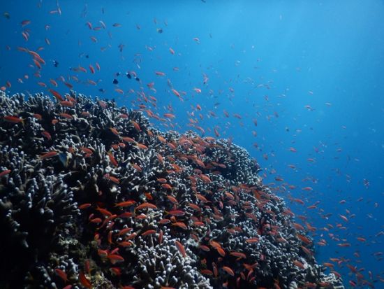 サンゴにまつわる海の旅コース サンゴ礁の不思議を知る！学びと感動のシュノーケリングツアー ＜小学生～OK／送迎付き／石垣島＞