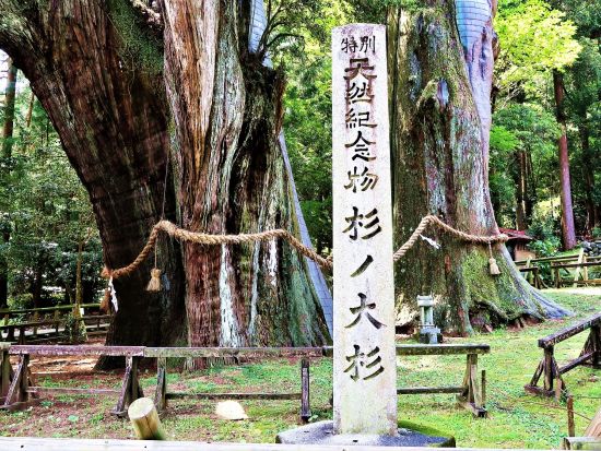 貸切里山ツアー　土佐の里山と地酒「桂月」を堪能！　天空の棚田＋土佐酒蔵＋杉の大杉　ブランド米産地と美空ひばりゆかりの地を巡る＜8時間／選べる出発時間／高知市発＞