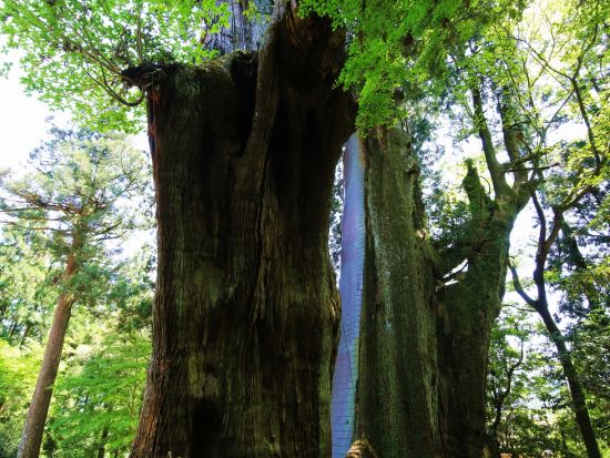 貸切里山ツアー　土佐の里山と地酒「桂月」を堪能！　天空の棚田＋土佐酒蔵＋杉の大杉　ブランド米産地と美空ひばりゆかりの地を巡る＜8時間／選べる出発時間／高知市発＞