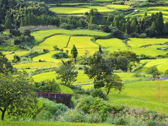 貸切里山ツアー　土佐の里山と地酒「桂月」を堪能！　天空の棚田＋土佐酒蔵＋杉の大杉　ブランド米産地と美空ひばりゆかりの地を巡る＜8時間／選べる出発時間／高知市発＞