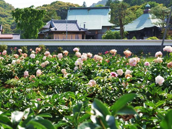 貸切お遍路ツアー　高知土佐（修行の道場）30番～36番＜6時間／選べる出発時間／高知市発＞
