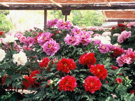 貸切観光タクシー　美しい日本庭園と紅葉が有名な「足立美術館」＋「由志園」＜4時間～／1-9名／松江市内・出雲空港発＞4名参加で1名7,900円～by松江一畑交通