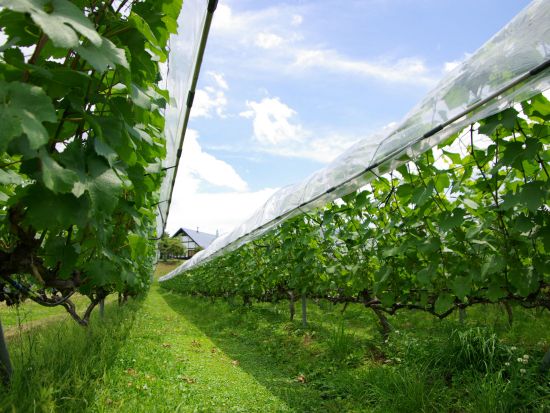 日本初の御宮を観光！貸切観光タクシー ワイナリー奥出雲葡萄園＋須我神社観光ツアー＜4時間／1-9名／松江市内発着＞4名参加で1名7,900円～by松江一畑交通