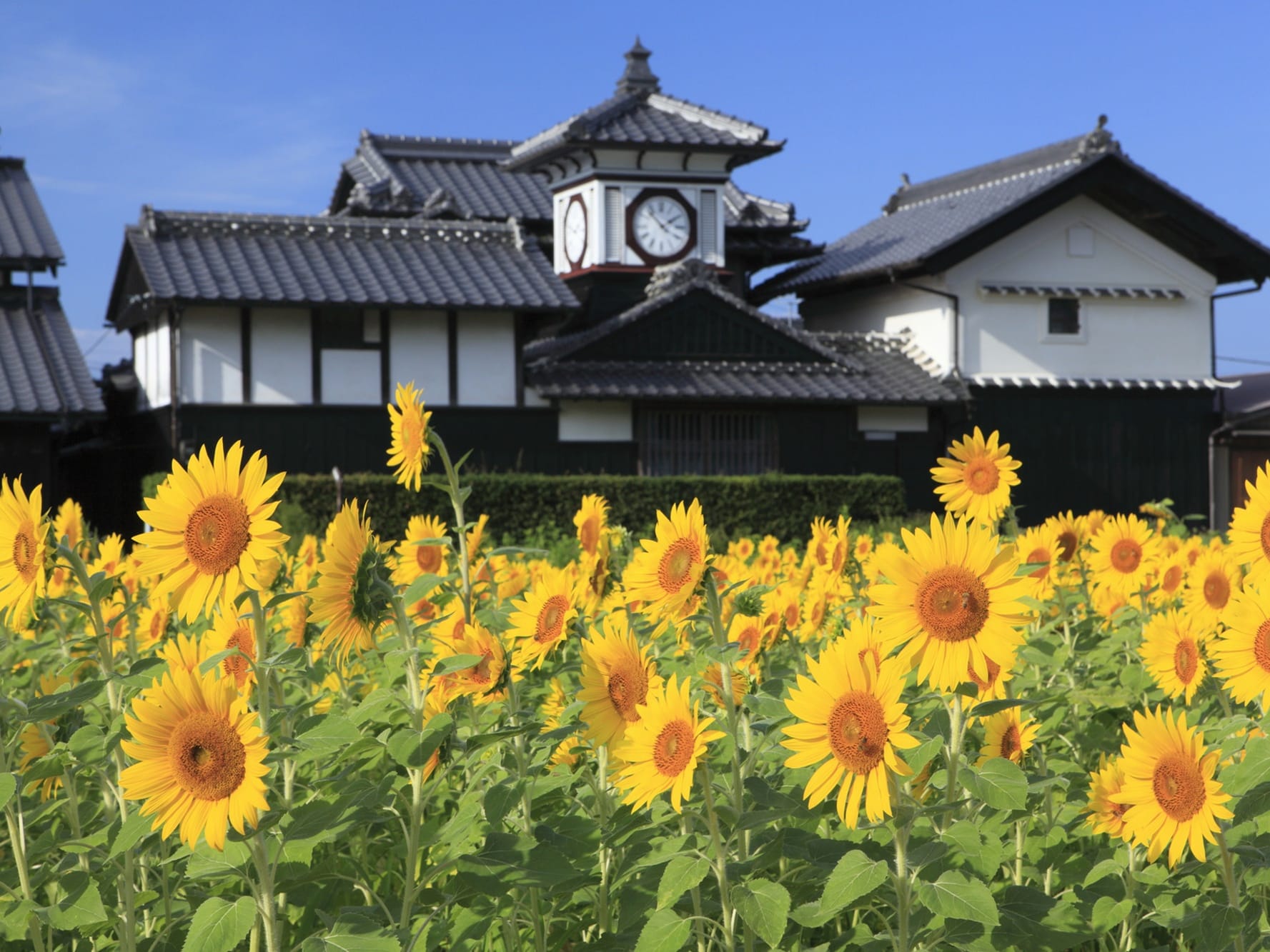 貸切2都市周遊ツアー 安芸・香美の2エリアを巡る！ 岩崎彌太郎生家＋