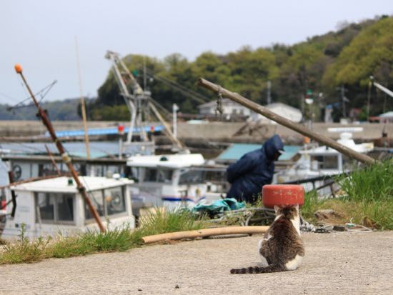 高級クルーザーで行く！塩飽諸島めぐりクルーズ＋真鍋島散策＋漁師料理ランチ＜貸切／6時間／昼食付／高松港発＞