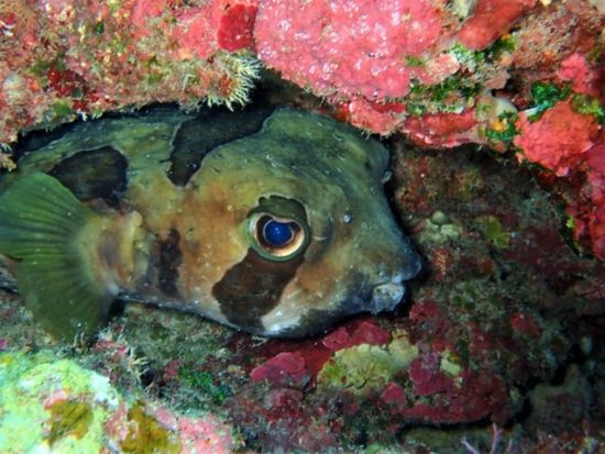 ナイトファンダイビング　到着日でも参加可能！夜行性の生物を探しに行こう＜ビーチ／1ダイブ／送迎あり／宮古島・来間島他＞