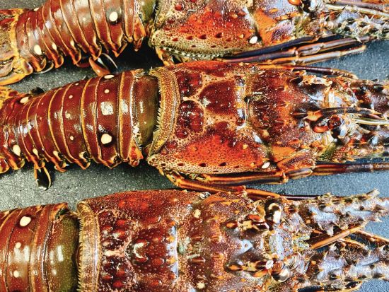 サンセットBBQ　オーシャンビューの絶景テラスで楽しむ本格バーベキュー＜本部町＞