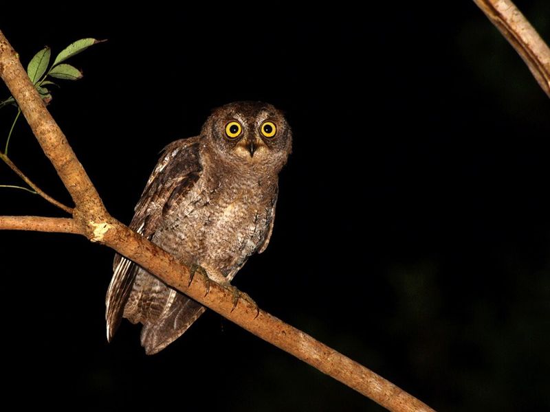 ナイトサファリツアー アマミノクロウサギや貴重な生き物を探しに行こう フルオープン4wdで夜の森を探検 1名様でのお申込み可 住用町 Byガンソナイト ツアー 奄美大島 奄美群島の観光 遊び 体験 レジャー専門予約サイト Veltra ベルトラ