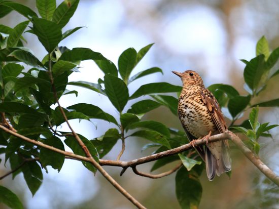 ナイトサファリツアー アマミノクロウサギや貴重な生き物を探しに行こう フルオープン4wdで夜の森を探検 1名様でのお申込み可 住用町 Byガンソナイト ツアー 奄美大島 奄美群島の観光 遊び 体験 レジャー専門予約サイト Veltra ベルトラ