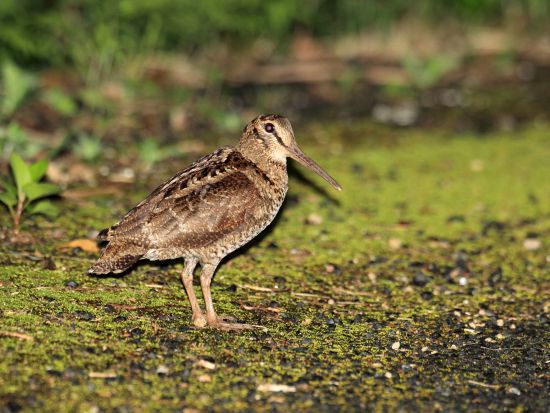 ミッドナイトツアー 4WDジープで真夜中の奄美をじっくり探検！アマミノクロウサギ遭遇率ほぼ100％＜2名～／住用町＞by 元祖ナイトツアー