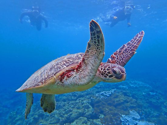 シュノーケリング 憧れのウミガメに会いたい！豊かなウミガメの島で感じる癒やしの時間 ＜午前・午後4つの時間から選べる／2.5時間／3～10月＞by屋久島自然案内