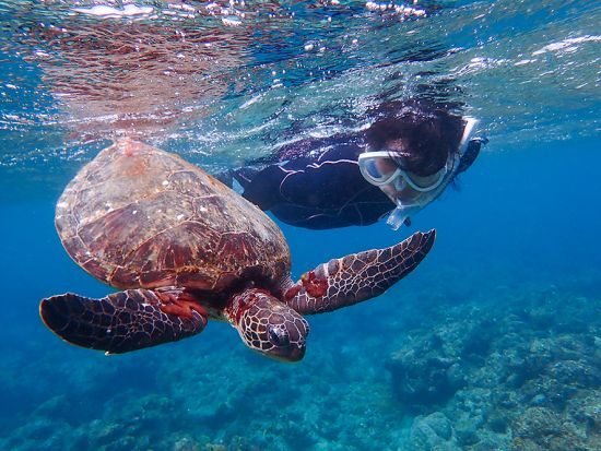 シュノーケリング 憧れのウミガメに会いたい！豊かなウミガメの島で感じる癒やしの時間 ＜午前・午後4つの時間から選べる／2.5時間／3～10月＞by屋久島自然案内