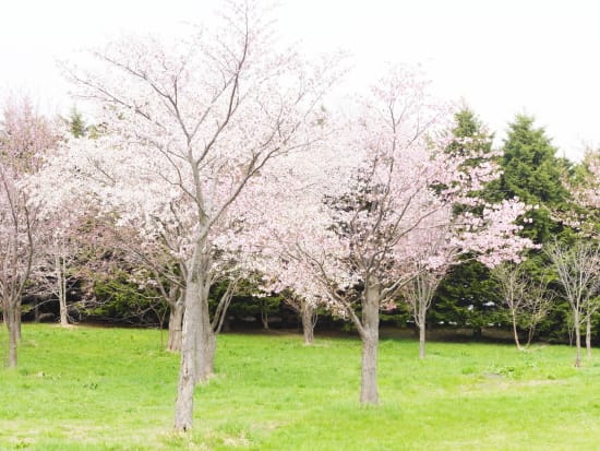 モエレ沼公園 観光情報 観光情報 札幌近郊観光 Veltra ベルトラ