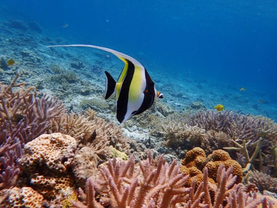 【慶良間SUP（スタンドアップパドル）＋シュノーケリング】座間味島発　ケラマブルーで海上散歩！＜半日または1日／写真無料／座間味島内送迎可＞by ドリフター