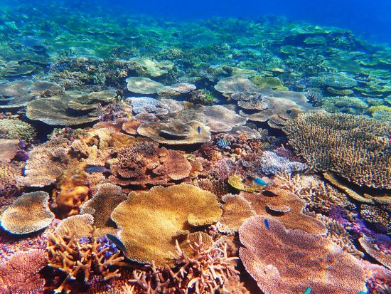 【慶良間シーカヤック＋シュノーケリング】座間味島発　ケラマブルーをカヤックで堪能！＜半日または1日／写真無料／シャワー完備／座間味島内送迎可＞by ドリフター