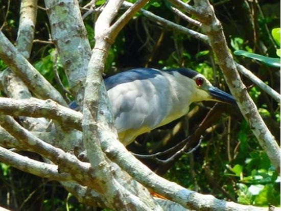 【当日・直前予約OK！】ダブルでお得！ロマンチックサンセット＆マングローブカヤック☆【ガイド撮影データ無料＆スマホケースの無料貸出も！】＜本島中部・嘉手納町＞