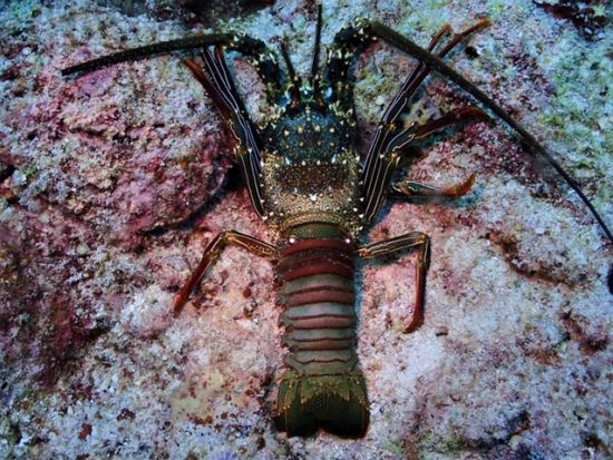 ナイトファンダイビング　到着日でも参加可能！夜行性の生物を探しに行こう＜ビーチ／1ダイブ／送迎あり／宮古島・来間島他＞