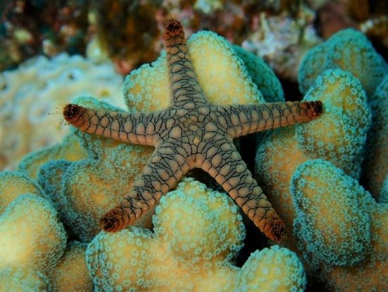 ナイトファンダイビング　到着日でも参加可能！夜行性の生物を探しに行こう＜ビーチ／1ダイブ／送迎あり／宮古島・来間島他＞