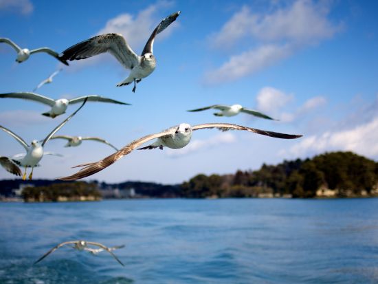仙台発日帰りツアー　日本三景松島遊覧船乗船・松島離宮・瑞巌寺+笹かま＆牡蠣付き♪＜火木金土限定／仙台駅発着＞
