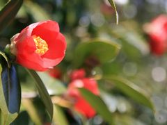 ⑧椿油搾取体験2