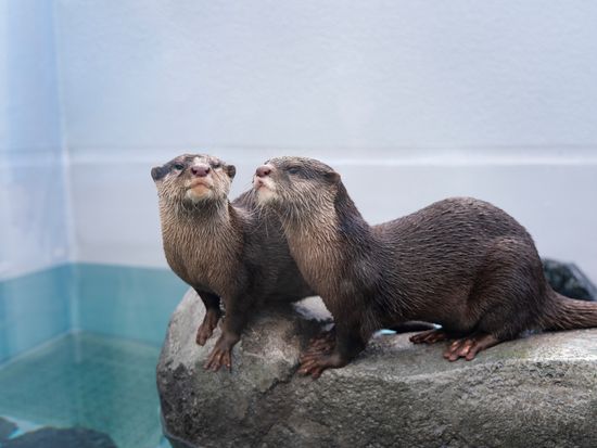 四国水族館_カワウソ