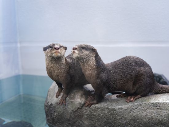 高級クルーザーで行く！塩飽諸島めぐりクルーズ＋四国水族館＋本島の伝統建築散策＜貸切／8時間／昼食付／高松港発＞