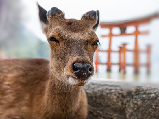 貸切観光タクシー 宮島ミステリーツアー 熟練ドライバー兼ガイドと宮島の謎に迫る！＜4-6時間／1-4名／広島市発着＞4名参加で1名7,200円～