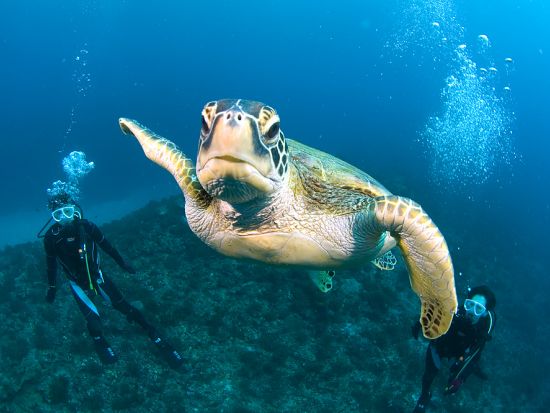 体験ダイビング 憧れのウミガメに会いたい！様々な魚たちが泳ぐ豊かな屋久島の海を覗いてみよう！3つのダイビング体験コースから選択　by 屋久島自然案内