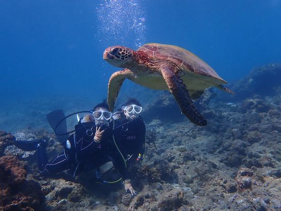 体験ダイビング 憧れのウミガメに会いたい！様々な魚たちが泳ぐ豊かな屋久島の海を覗いてみよう！3つのダイビング体験コースから選択　by 屋久島自然案内