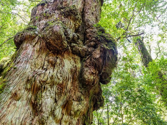 【貸切】太忠岳トレッキングツアー ヤクスギランドを通って太忠岳の山頂を目指す！ by 屋久島ガイドツアー