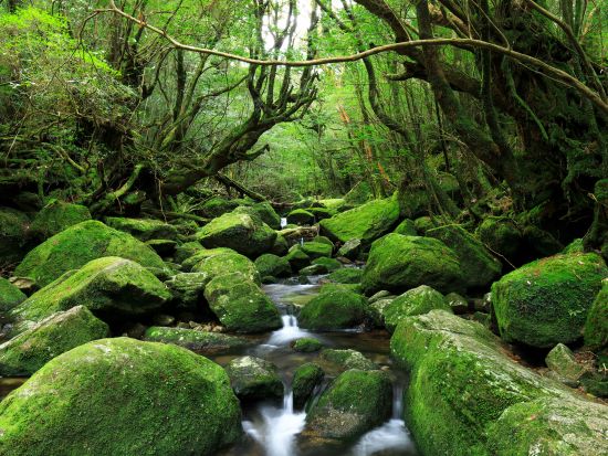 縄文杉1日＋白谷雲水峡半日（苔むす森まで）トレッキング 2泊3日宿泊付きツアー 空港から徒歩1分のRAKUSAホテルに宿泊！＜登山装備レンタル、温泉券付＞